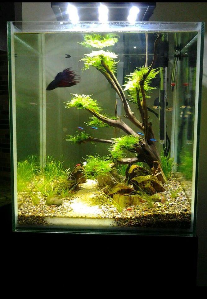 80 gallons freshwater fish tank (mostly fish and non-living decorations) - 18 gallon semi-planted cubeHome to Betta, cardinal tetras, Rasboras and RCS.