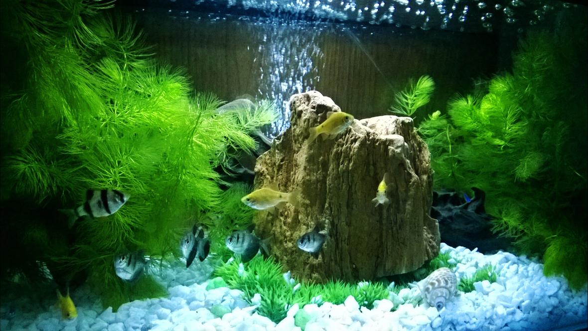 15 gallons freshwater fish tank (mostly fish and non-living decorations) - 1st photo of My little fish tank..