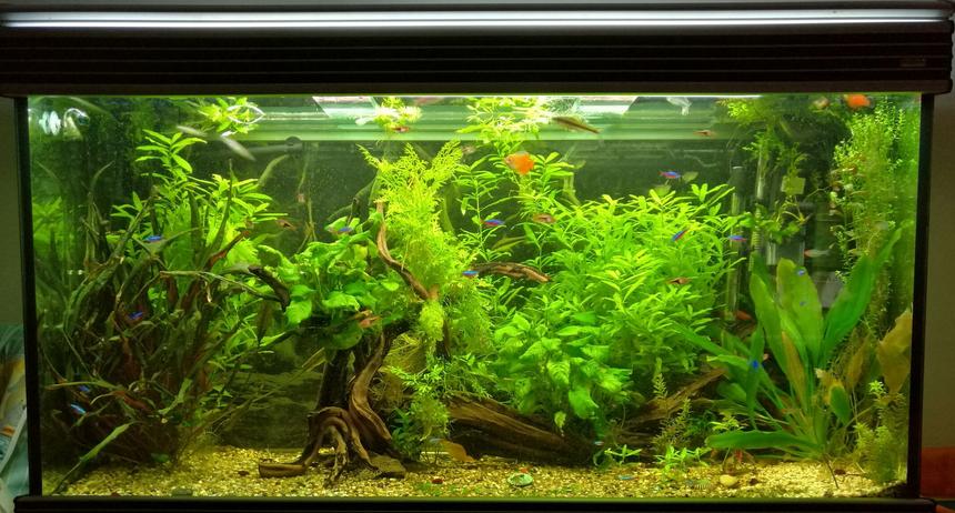 Rated #5: 11 Gallons Planted Tank - All plants live Co2 used
