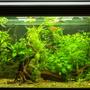 11 gallons planted tank (mostly live plants and fish) - All plants live Co2 used