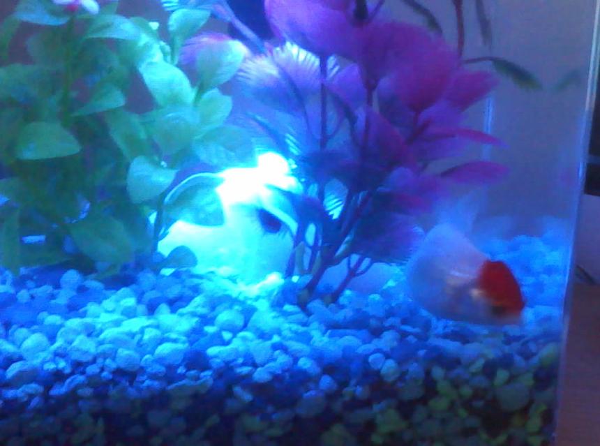 Rated #85: 10 Gallons Freshwater Fish Tank - one of 5 tanks