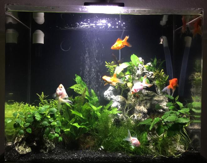 30 gallons planted tank (mostly live plants and fish) - Fengshui Aquarium, 4 orange, 4 white and 1 black goldfish, shrimps, plecos and assassin snails community to keep tank clean
