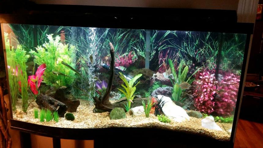 Rated #38: 90 Gallons Freshwater Fish Tank - 90 gallon wave front