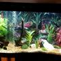 90 gallons freshwater fish tank (mostly fish and non-living decorations) - 90 gallon wave front