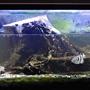 100 gallons freshwater fish tank (mostly fish and non-living decorations) - brackish 100 gallon almost full