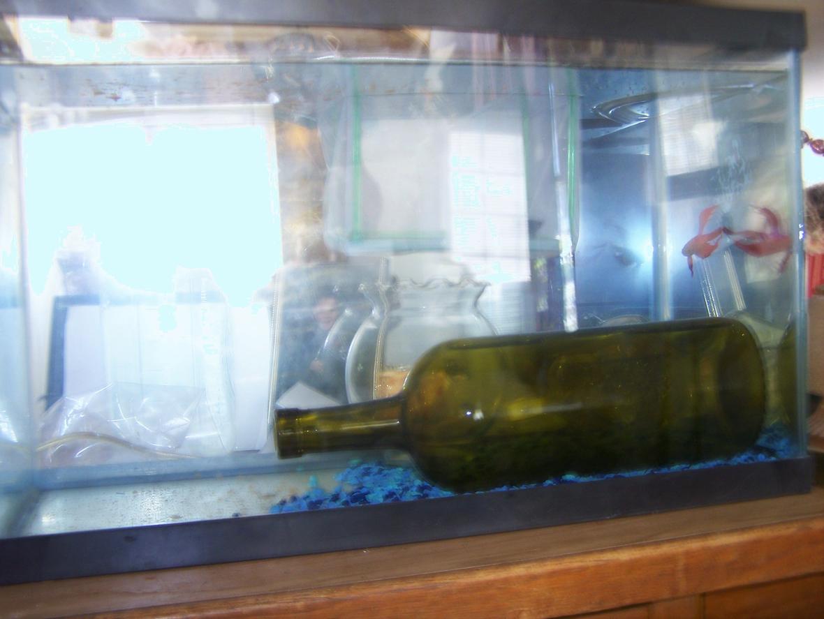 5 gallons freshwater fish tank (mostly fish and non-living decorations) - breeding tank setup