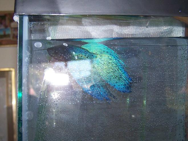 freshwater fish stocking in 5 gallons tank - male