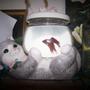 fish tank picture - cat display aquarium betta