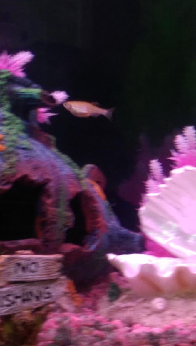 Rated #37: Freshwater Fish Stocking In 40 Gallons Tank - My Danio's