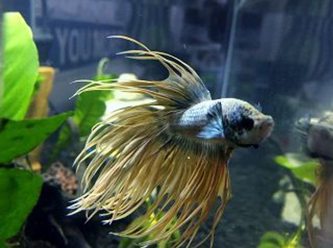 freshwater fish stocking in 150 gallons tank - Sir Lancelot