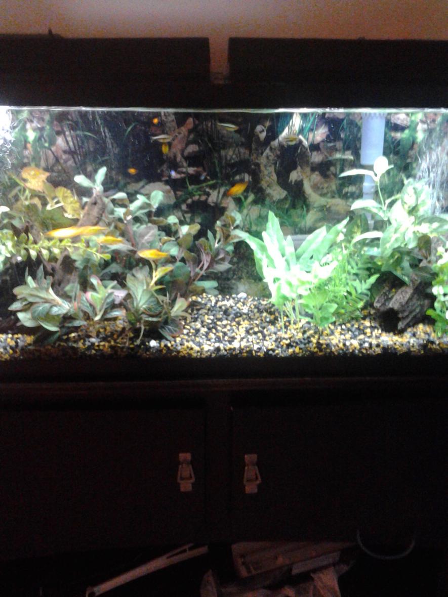 Rated #46: 55 Gallons Freshwater Fish Tank - 55 gallon