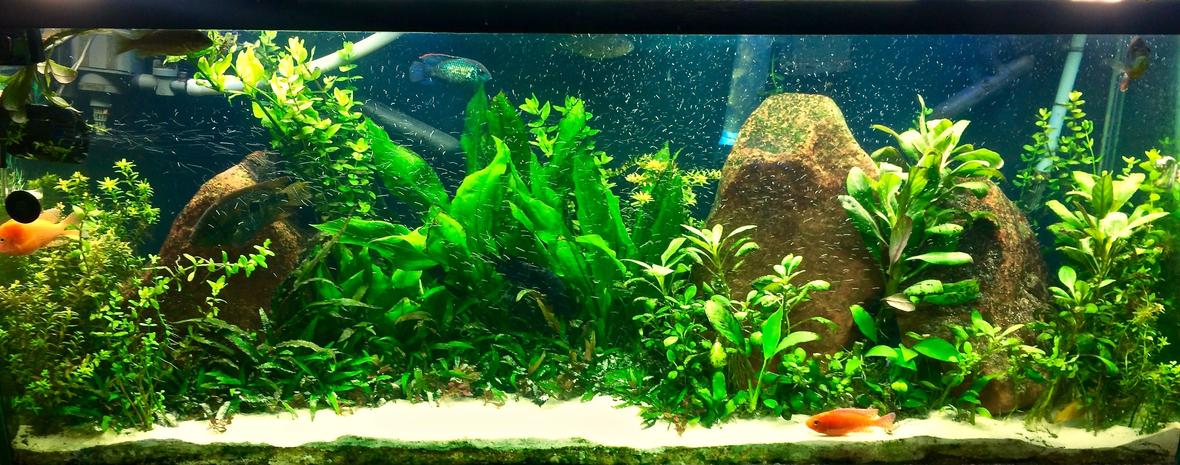 120 gallons planted tank (mostly live plants and fish) - 6 month old, high tech, 120 gallon planted cichlid tank.