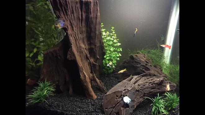 35 gallons freshwater fish tank (mostly fish and non-living decorations) - Love these guys, hope you enjoy my tank as much as me! :)
