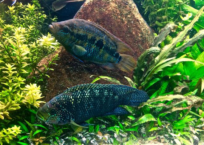 freshwater fish stocking in 120 gallons tank - Adult Jack Dempsey pair. They are both 6+ inches.
