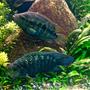 freshwater fish stocking in 120 gallons tank - Adult Jack Dempsey pair. They are both 6+ inches.