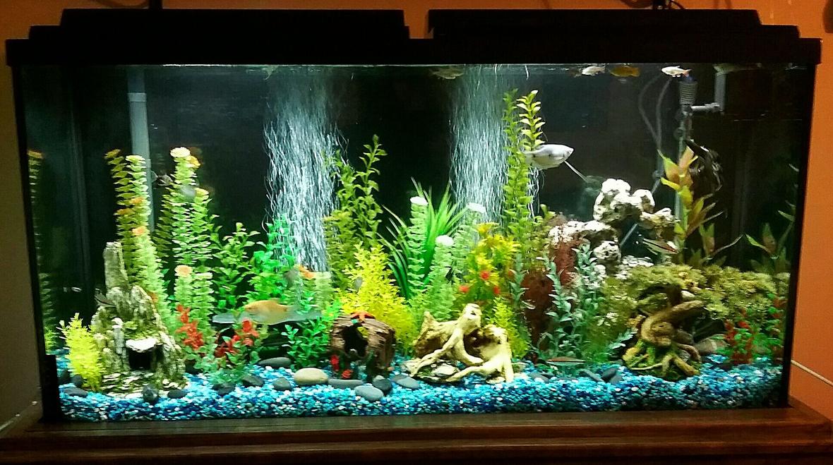 65 gallons freshwater fish tank (mostly fish and non-living decorations) - 65 gallon freshwater tank with various community fish and fake plants.