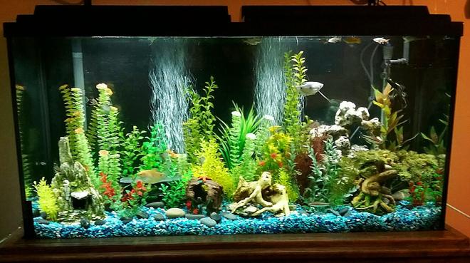 65 gallons freshwater fish tank (mostly fish and non-living decorations) - 65 gallon freshwater tank with various community fish and fake plants.