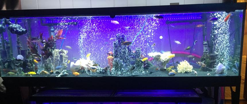 Rated #47: 125 Gallons Freshwater Fish Tank - 125 African cichlid tank