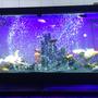 125 gallons freshwater fish tank (mostly fish and non-living decorations) - 125 African cichlid tank