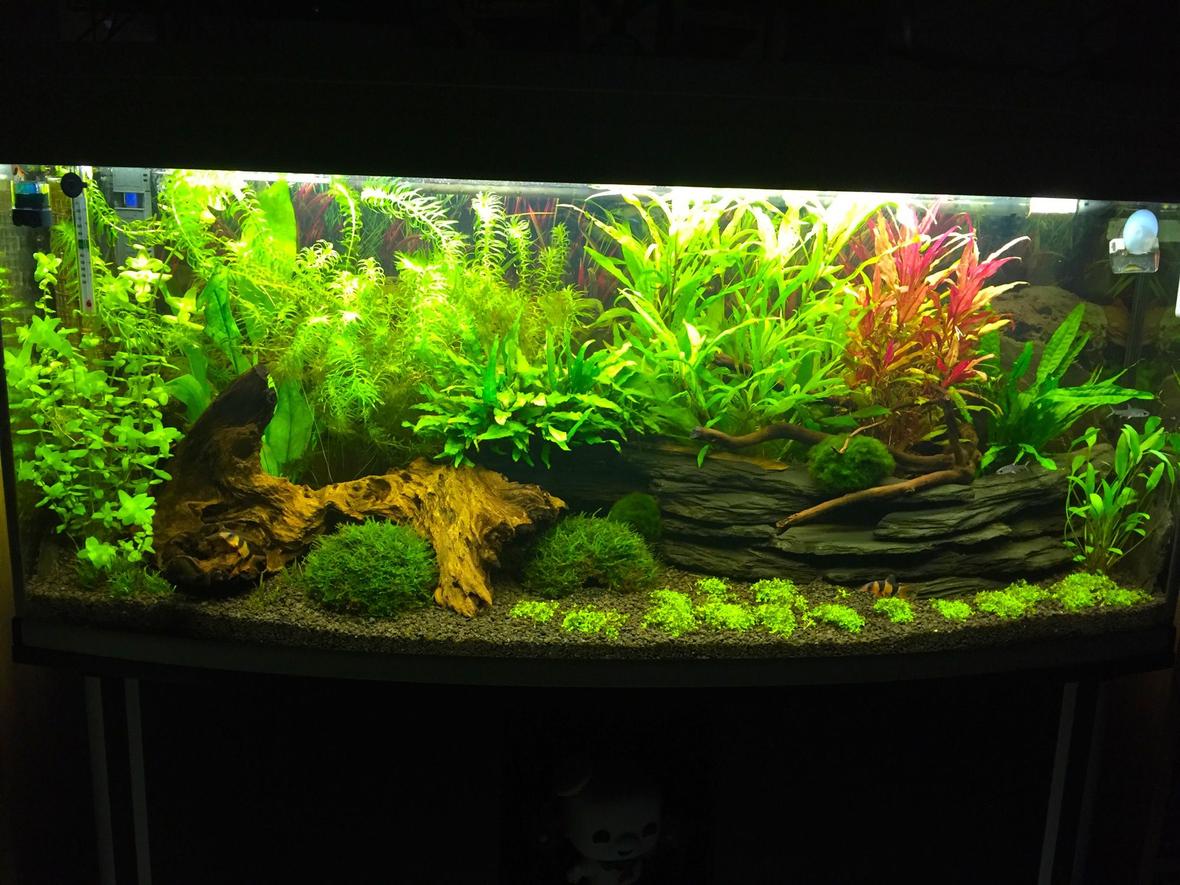 240 gallons freshwater fish tank (mostly fish and non-living decorations) - My 240l bow front tank 4 months old