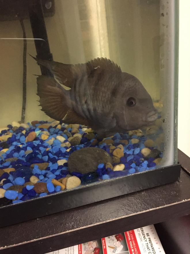freshwater fish stocking in 10 gallons tank - I HAVE NO IDEA WHAT BREED THIS FISH IS.