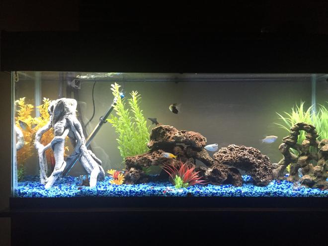 65 gallons freshwater fish tank (mostly fish and non-living decorations) - So far