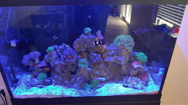 saltwater fish stocking in 65 gallons tank - Ocean in my Home