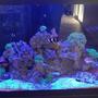 saltwater fish stocking in 65 gallons tank - Ocean in my Home