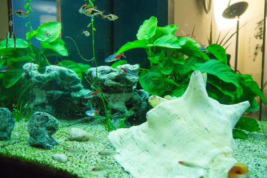 Rated #54: 30 Gallons Freshwater Fish Tank - 10 Red Crystal
6 Neon Tetra (Paracheirodon Innesi)
6 Arlequin (Rasbora Heteromorpha)
6 Nez Rouge (Hemigrammus Bleheri)
6 Neon cardinal (Tanichthys Albonubes)
6 Octocinclus Affinis
6 Ancistrus Temminckii