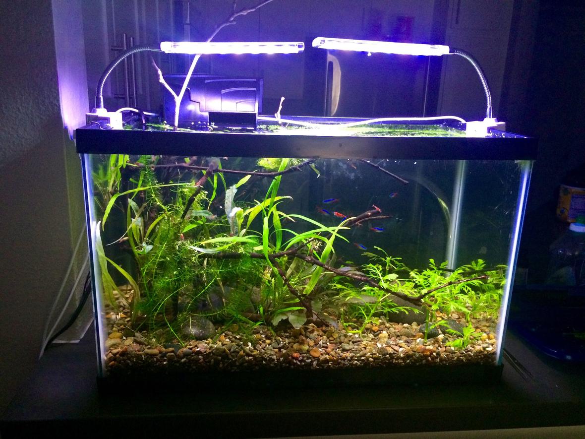 10 gallons planted tank (mostly live plants and fish) - 10 gallon walstad