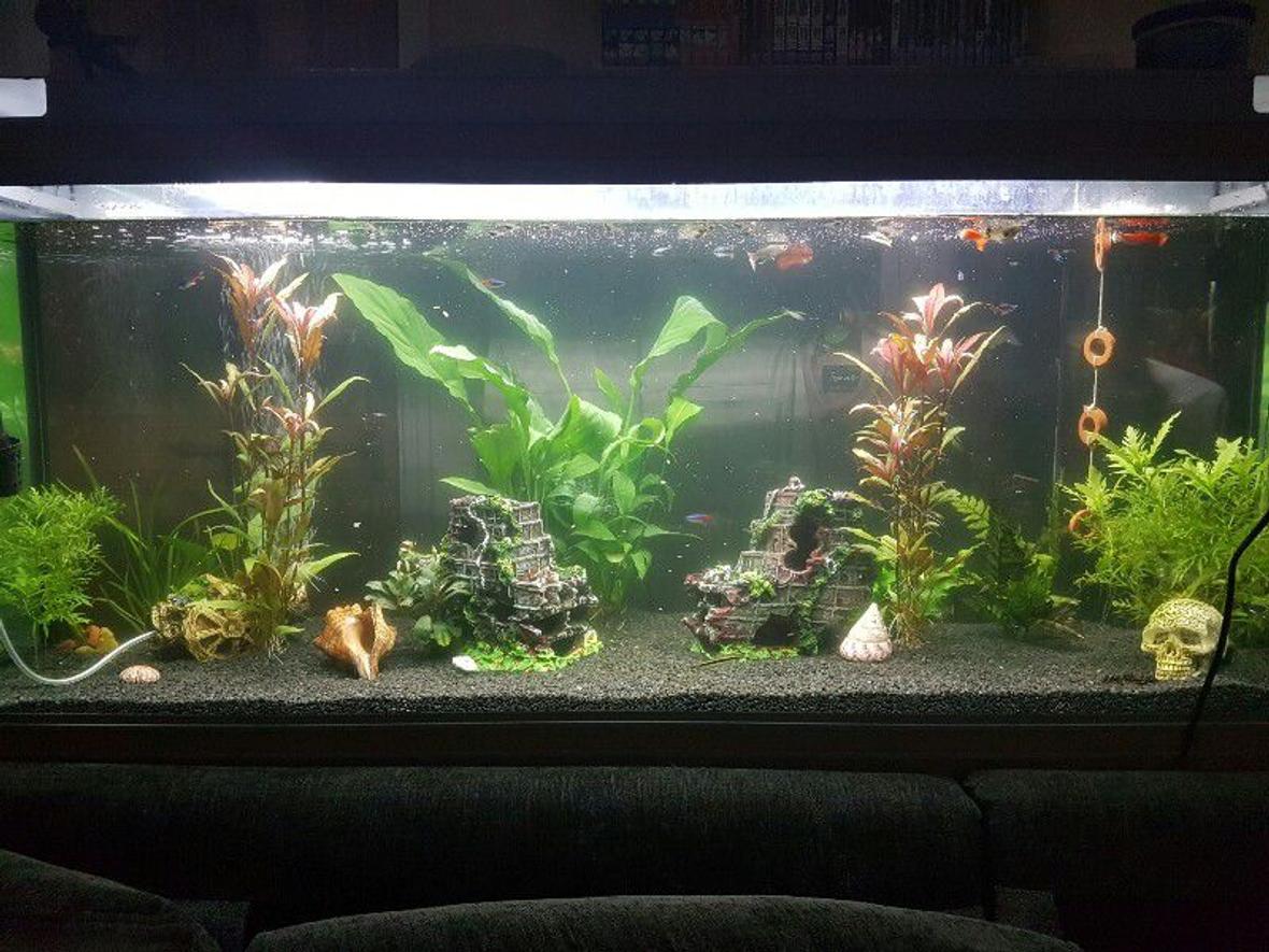 44 gallons planted tank (mostly live plants and fish) - Full view of our fresh water planted fish tank