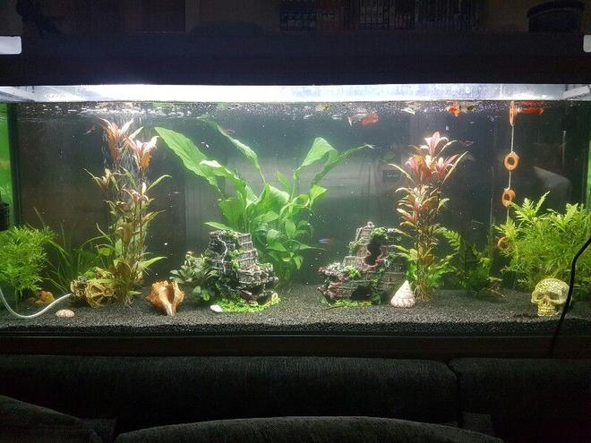 44 gallons planted tank (mostly live plants and fish) - Full view of our fresh water planted fish tank