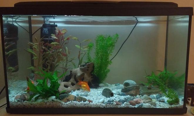 190 gallons planted tank (mostly live plants and fish) - 100 litre freshwater planted tank with bog wood, live plants and rocks. Current fish: Fancy Goldfish, hoplo catfish, glowlight danio, peppered corydora catfish, snails and shrimp.

Thinking about adding a background and more plants, always keen to improve :)