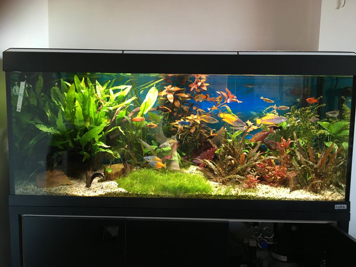 55 gallons planted tank (mostly live plants and fish) - Planted tank