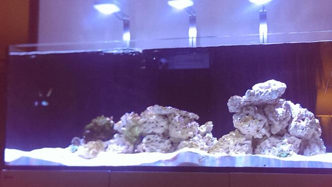 143 gallons reef tank (mostly live coral and fish) - Red Sea Reefer 525XL - cycling stage July 2016
