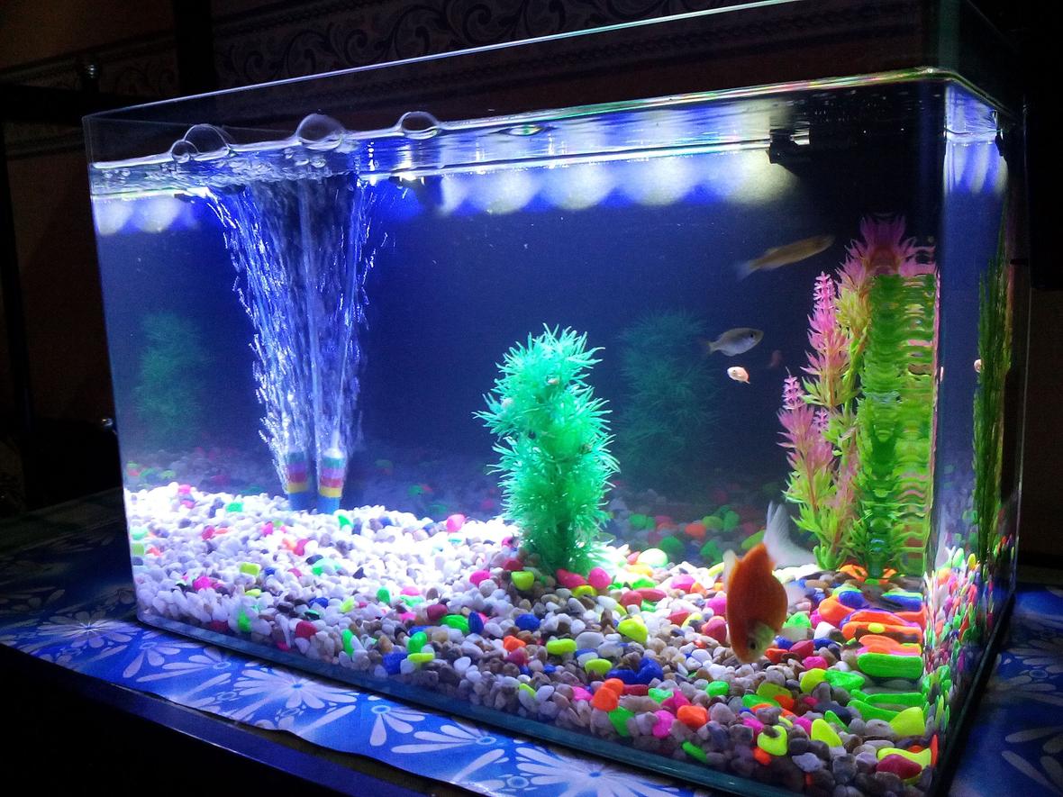 6 gallons freshwater fish tank (mostly fish and non-living decorations) - 2 weeks with this new tank