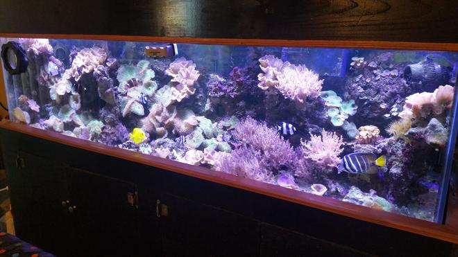 125 gallons reef tank (mostly live coral and fish) - 125 gallon reef - The Brooklyn Hoodlum Fish
30 gallon Sump
2 WP40 Wave Makers
3 DSuny LED Fixtures