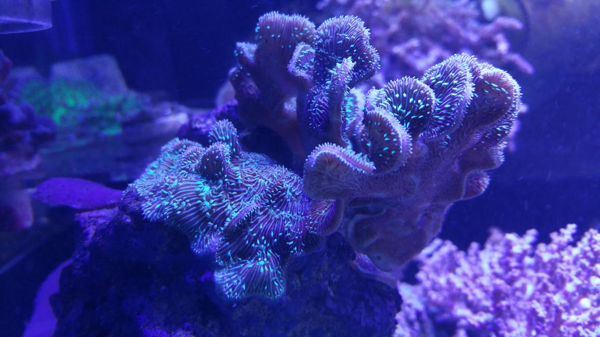 corals inverts stocking in 125 gallons tank - Pavona Coral Located in the Frag System