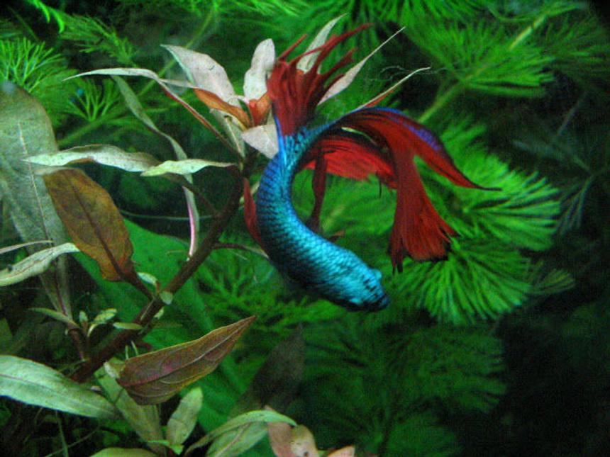 Rated #20: Freshwater Fish Stocking In 125 Gallons Tank - Betta Splendens
In my 20 xhigh planted tank
Not just a betta bowl