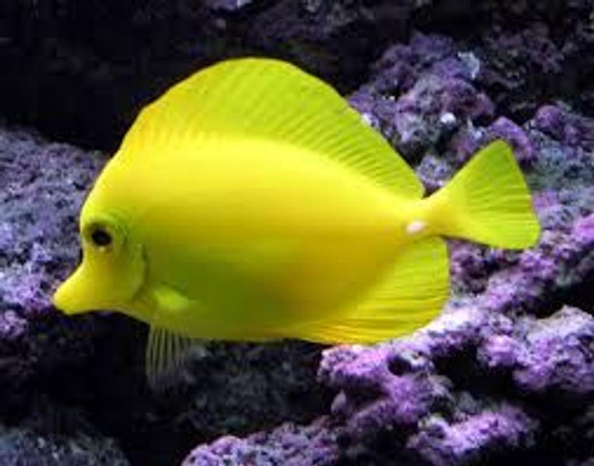 Rated #4: Saltwater Fish Stocking In 125 Gallons Tank - My Yellow Tang - Sunny