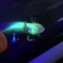 freshwater fish stocking in 220 gallons tank - little guy is growing fast , glow in the dark white albino axolotl