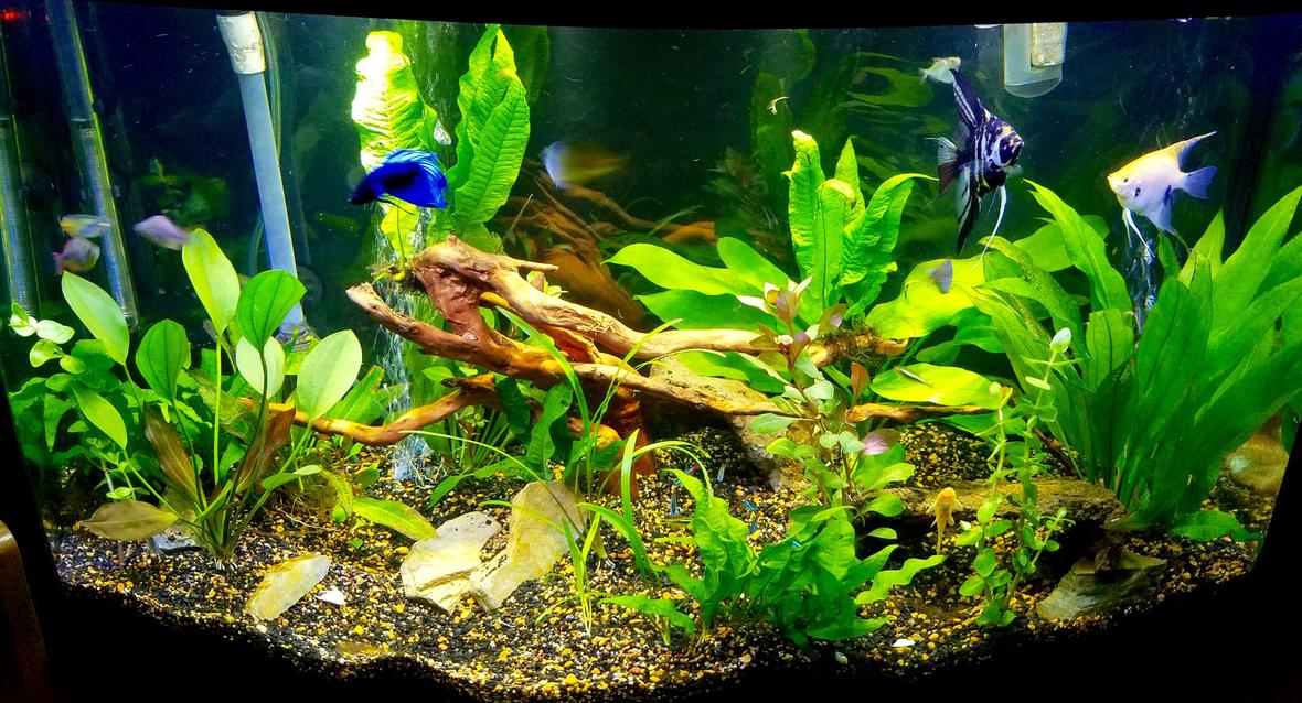 46 gallons planted tank (mostly live plants and fish) - 46 bowfront planted tank