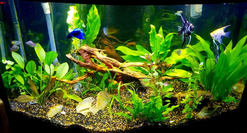 Rated #18: 46 Gallons Planted Tank - 46 bowfront planted tank