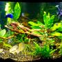 46 gallons planted tank (mostly live plants and fish) - 46 bowfront planted tank