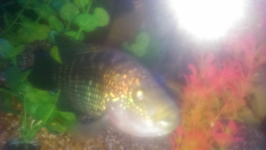 Rated #36: Freshwater Fish Stocking In 90 Gallons Tank - Jack dempsey