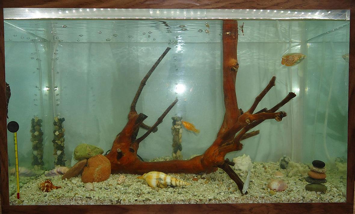 20 gallons freshwater fish tank (mostly fish and non-living decorations) - My aquarium. This is better than it's photo
