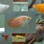 fish tank picture - my fishes... dwarf gourami , male white molly , female gold molly , 2 guppies , pleco
