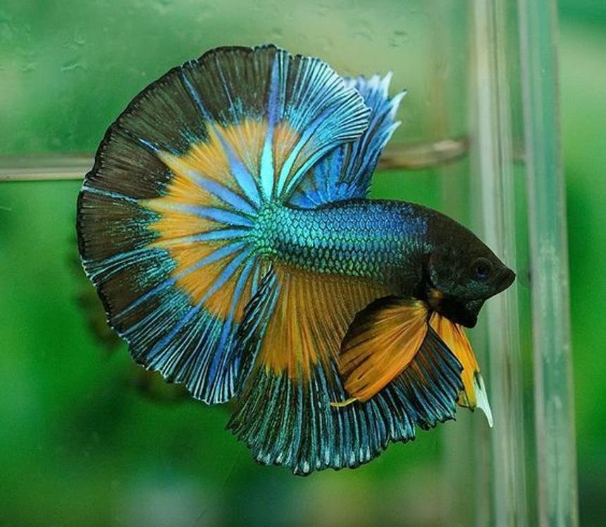 Rated #1: Freshwater Fish Stocking In 40 Gallons Tank - My mustard gas betta, Simon