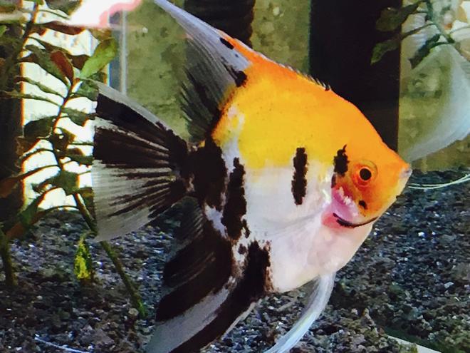 freshwater fish stocking in 34 gallons tank - My Beautiful Blushing Koi Angelfish, Samson, a nearly full grown male.  (I think he is a male!)