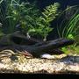 40 gallons planted tank (mostly live plants and fish) - 40 Gallon Planted